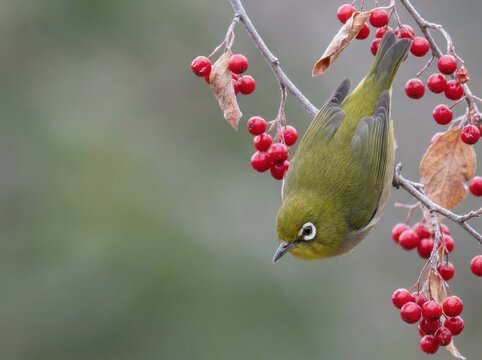Japanese white-eye bird clinging to slender twig branch with red winter berries