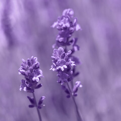 Fototapeta premium Lavender violet background . Blooming fragrant lavender flowers on a field.. Aromatherapy.