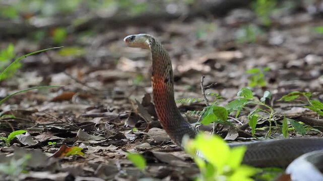 Naja kaouthia or monocled cobra deadly serpent living on a dry leaf in the forestin nature	
