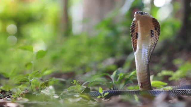 Naja kaouthia or monocled cobra deadly serpent living on a dry leaf in the forestin nature	
