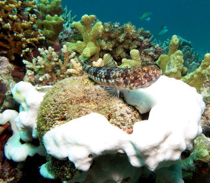 A Sand Lizardfish resting on corals Boracay Island Philippines