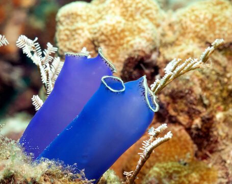 Sea squirts in a shallow reef Boracay Island Philippines