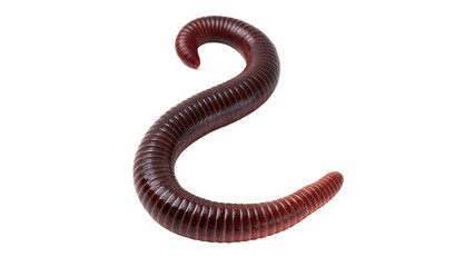 Fototapeta premium Single pink crawling earthworm in a curved position isolated on transparent background