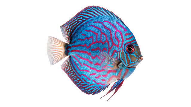 Beautiful vibrant blue discus tropical aquarium fish swimming isolated on transparent background