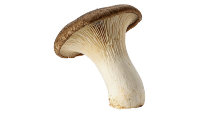 Single fresh king oyster mushroom with thick stem isolated on transparent background © Hanna