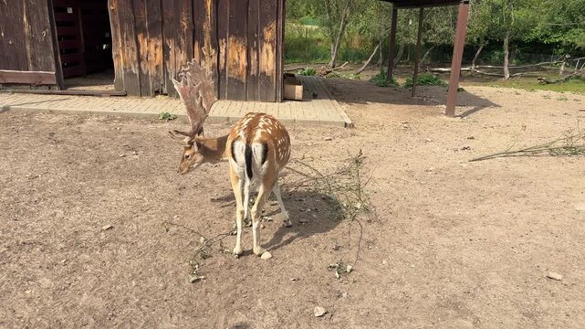 Spotted fallow deer with large antlers walking across a zoo enclosure.