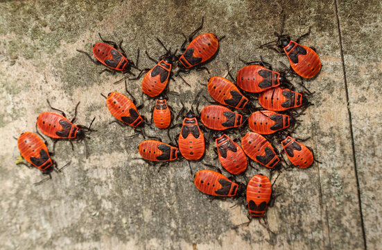 Firebugs, Pyrrhocoris apterus, at various stages on a fence post in the wild.