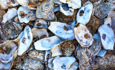 Fresh, open oysters in shells, close‑up shot from above. © Aleksandr Bushkov