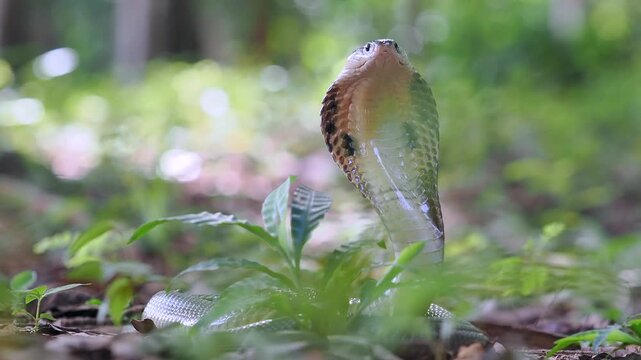 Naja kaouthia or monocled cobra deadly serpent living on a dry leaf in the forestin nature	
