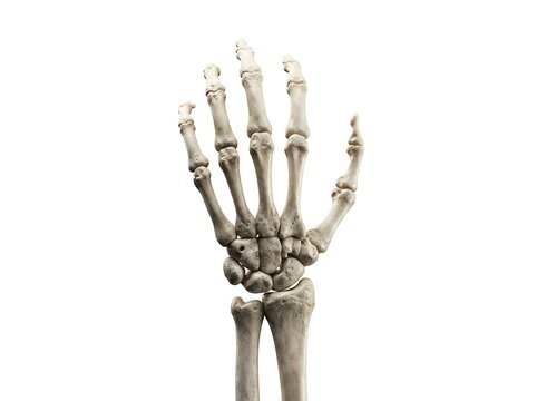 Human hand skeleton anatomy detail