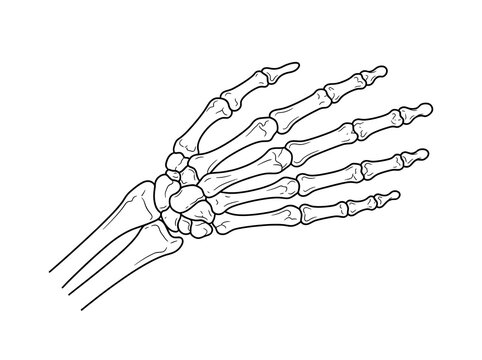 Human hand skeleton outline