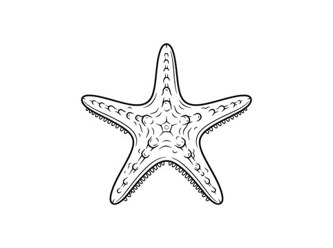 Stylized starfish illustration