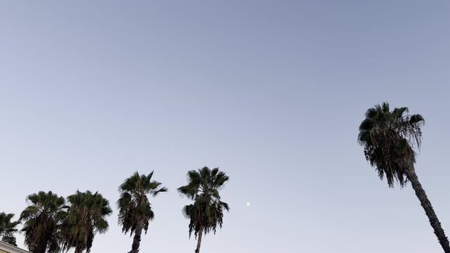  Washingtonia is a monotypic genus of monoecious palms, desert fan palm. San Gabriel, Los Angeles County, California. The Moon is Earth&rsquo;s only natural satellite 