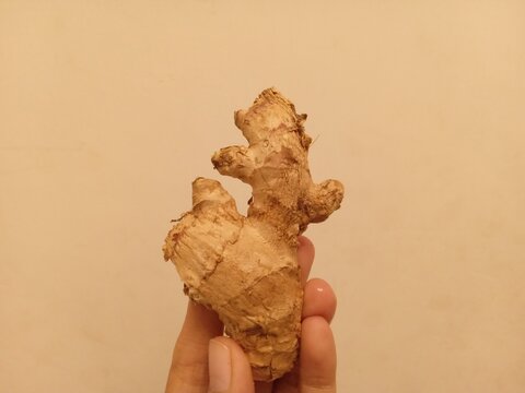 A hand holding fresh ginger against a white wall background.