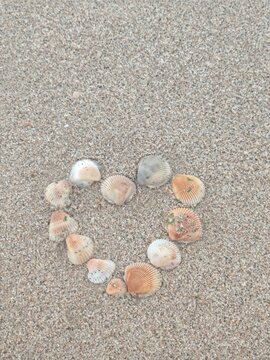 shells on the sand