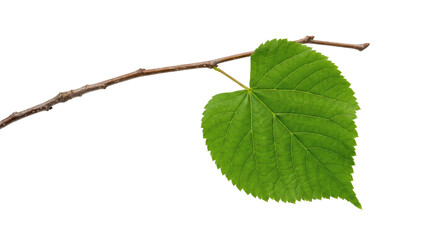 Single green leaf with serrated edges attached to a thin brown branch © Sapphire