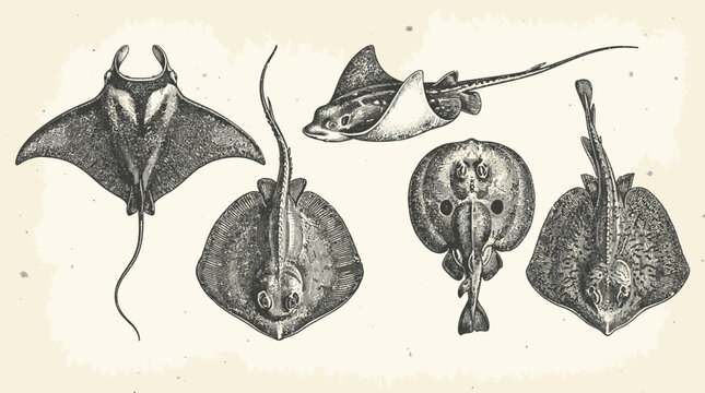 Collection of stingray and skate fish vintage engravings.