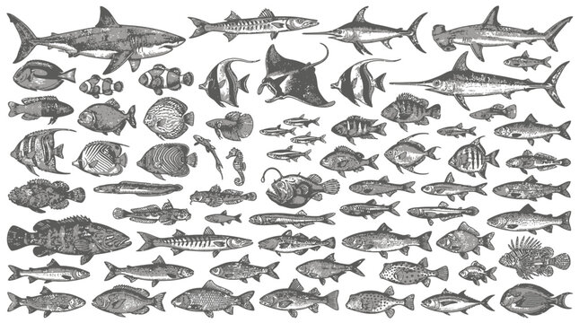 Collection of vintage marine fish and shark species.
