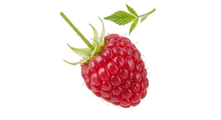 Single ripe raspberry with stem and leaf isolated on white background © Sapphire
