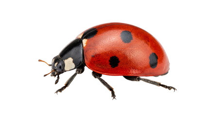Detailed macro shot of a red ladybug with black spots on a white background © Sapphire