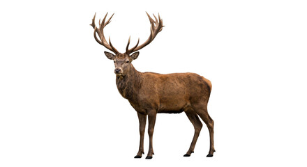Obraz premium Majestic red deer stag with impressive antlers standing proudly against a white background