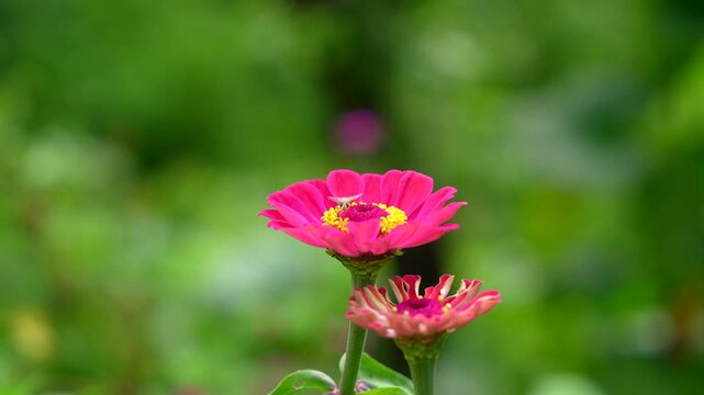 Bright Pink Zinnia Flowers in Different Bloom Stages Against Soft Green Garden Bokeh