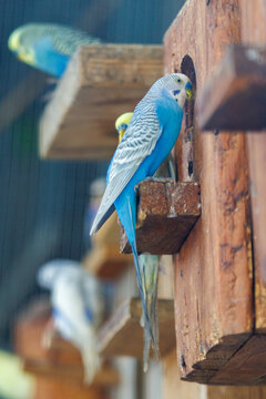 Blue parakeets perch on wooden structure