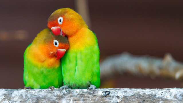Two lovebirds perched close on a weathered branch