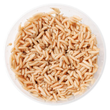 Cylindrical, pale, segmented worms fill a clear bowl