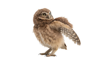 Fototapeta premium Small wild owl bird with speckled feathers isolated on dark background for wildlife graphics