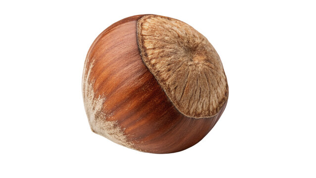 Single whole raw hazelnut in shell isolated on black background for organic food packaging