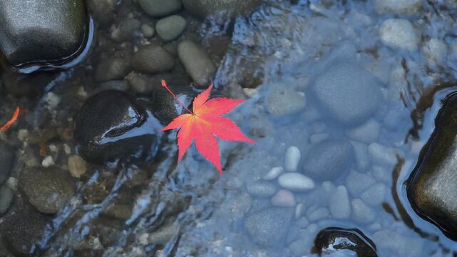 Single red maple leaf floating on clear flowing stream water over smooth pebbles in autumn