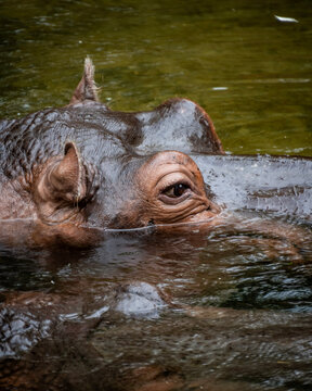 Hippo