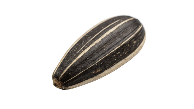 Single striped sunflower seed isolated on black background macro shot for agriculture