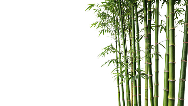 Bunch of green bamboo stems with leaves isolated on dark background for spa concepts
