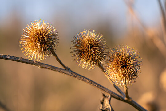 Three dried burdock seed heads attached to a withered branch in a field. Details of the prickly plant illustrate the natural seed dispersal mechanism during autumn or winter.