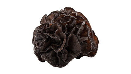 Single dried black fungus wood ear mushroom isolated on dark background for cooking © Mia
