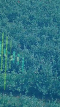 Green data visualization animation over aerial view of dense forest landscape