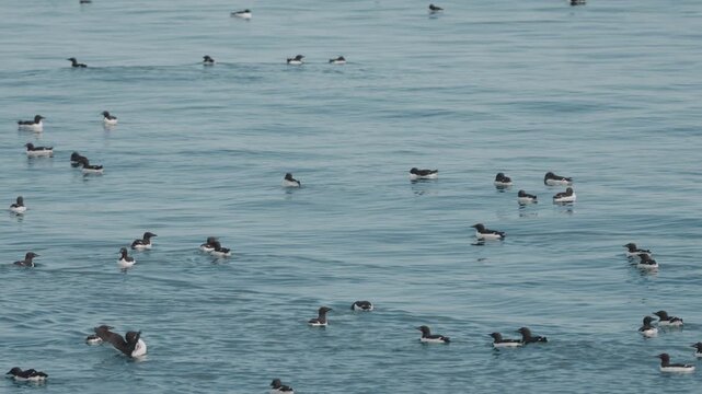 A large colony of Thick-billed Murres (Uria lomvia), also known as Br&uuml;nnich's Guillemots, swimming and flying across the Arctic waters.