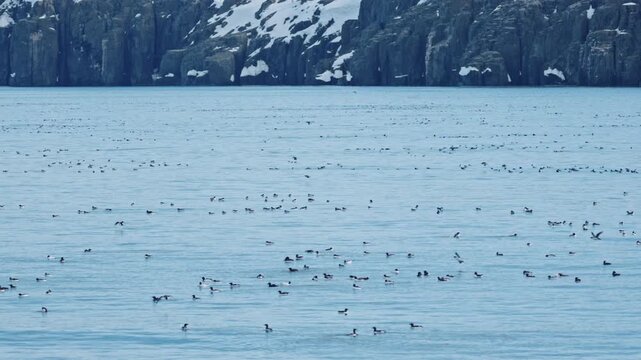A large colony of Thick-billed Murres (Uria lomvia), also known as Br&uuml;nnich's Guillemots, swimming and flying across the Arctic waters.