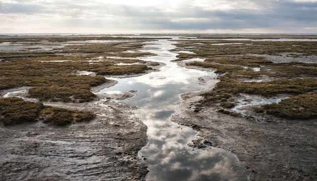A wide landscape of a muddy tidal flat with a central stream reflecting the cloudy sky during a soft, overcast day in a coastal marshland