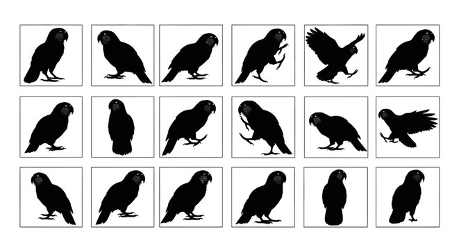 Black silhouettes of parrots in various poses