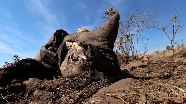 Dead white rhino carcass decomposing in field crawling with maggots