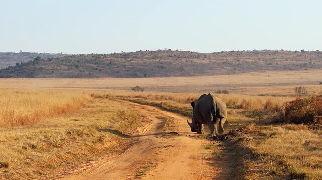 Territorial white rhino bull scent marking at midden by backward urine spraying