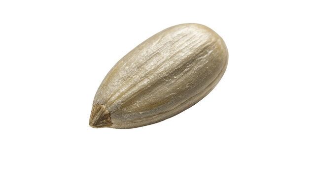 Single raw pumpkin seed in white shell isolated on black background macro view