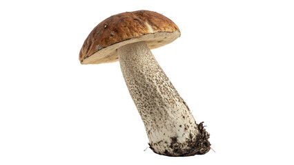 Single dried wild mushroom isolated on dark background for traditional herbal medicine layouts © Sophia