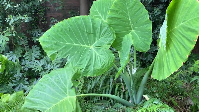 Lush elephant ear plants with large vibrant green leaves growing in a shaded backyard garden setting among tropical foliage
