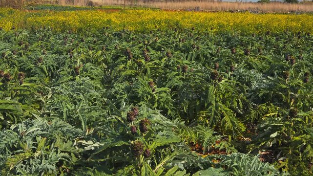 Sunlit artichoke field stretches under a band of yellow blooms and open sky.