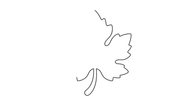 Continuous line drawing of maple leaf animation sketch for natural autumn art project clip.