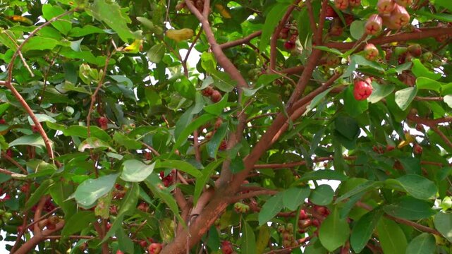 Smooth panning shot looking up at fresh red water apples hanging heavily on tree branches